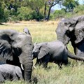 Predsednik Bocvane zapretio Nemačkoj: Poslaćemo vam 20.000 slonova