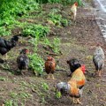 Divlje kokoške maltretiraju meštane sela, izleću iz šume i od života im prave pakao