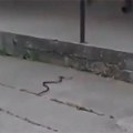 Vrućine tek počele, a zmije se razmilele po gradovima u Srbiji: Jedna uočena nasred trotoara, građani u strahu (Video)