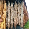 Od plastenika do sušare Proizvođači duvana iz Potisja ostvaruju rekordne rezultate evo kako sušenje naopačke donosi dobru…