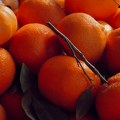 Berba mandarina puna izazova