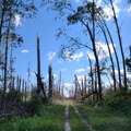 Tri nedelje nakon razornih oluja još se utvrđuje šteta na šumskim ekosistemima, a ovo je razlog što je toliko drveća…