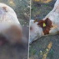 Ovu opasnu životinju niko ranije nije video u selu na Goliji: Borko na imanju našao zaklanog bika težeg od 350 kilograma…