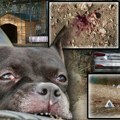 Uginuo jedan od pasa koji su ubili Vladana Radosavljevića na Kosmaju: Otkrivamo gde drže ostale