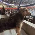 Izgubljeni pas se pojavio na spektaklu Partizana u „Areni“: Preslatku kucu Čička traži ceo Beograd