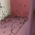Od davnina se veruje da mravi nagoveštavaju događaje Evo kada slute na loše u kući