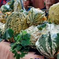 Za vikend u Nikoličevu 15. „Tikvijadaˮ