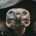 Restauracija budućnosti: Džinovske kornjače se vraćaju na Galapagos posle više od 150 godina