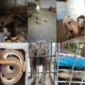 Ko ubija i zlostavlja životinje u Zoo vrtu Palić