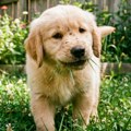 Zašto psi jedu travu? Veterinar otkriva 3 najčešća razloga