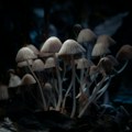 "Magične pečurke" pomažu u lečenju zavisnosti od kokaina