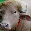 (Foto, video) i bangladeš ima svog Donalda Trampa Albino bivo od 700 kg pobrao simpatije zbog prepoznatljive „frizure” – ipak…