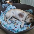 Ne kupuj – udomi za ljubav: Leo se oporavlja od operacije i čeka ono najvažnije – svoj dom Ne kupuj - udomi