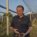 Bogoljub Karić pita kako je moguće da Grocka ne bude centar proizvodnje i prerade hrane u Srbiji