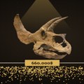 Beogradski tim iza Jurassic Financea uzeo 660.000$ za kupovinu (bukvalnog) dinosaurusa: "Za sve osnivače koji žele investiciju…