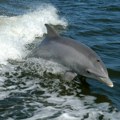 Delfin kod obale rijeke: Na ljude se apeluje da ga ne diraju