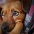 Naučnici objasnili može li pas da se postidi