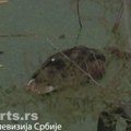 Tridesetak ptica uginulo u Kotežu: Pored kanala pronađen džak sa otrovom