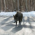 Afrička kuga svinja u nikšićkoj opštini: Prvi put se u Crnoj Gori pojavio opasni virus