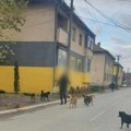 Radnici Komunalca iz Leskovca tragaju za čoporom pasa koji je napao ženu u Radničkom naselju
