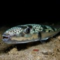 Jedna od najotrovnijih riba na svetu pojavila se u hrvatskom Jadranu, jednu su ulovili