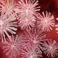 Истраживачи се надају да ће да опораве најстарије познате људске вирусе