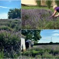(Foto) ljubičasta vojvođanska polja u junu Počela berba lavande u Bačkoj Topoli; Ova lekovita biljka je simbol lepote i…