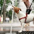 Test od sedam sekundi: Kako da znate da li je previše vruće da izvedete psa u šetnju