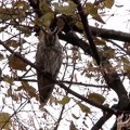 Kikinda - najveće urbano zimovalište sova na svetu