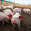 Da li afrička kuga svinja preti i Mačvi? Uvedene ove mere biozaštite, upućen apel stočarima