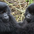 Kongo: rođeni retki blizanci planinskih gorila