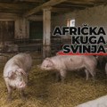 Afrička kuga svinja se širi Srbijom: Eutanazirano više od 12.000 svinja, država pooštrava mere zaštite! Afrička kuga svinja…