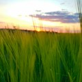 Zadrugari: Na pšenici bez zarade (AUDIO)