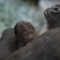 U kavezu mužjaka gorile čuvari zoo vrta zatekli novorođenče