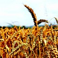 U okolini Kragujevca rod pšenice podbacio: Kiša “odnela” petinu zrna