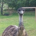 Emu je ravnopravni član porodice Cvijanović: Ako krene ka vama podignite ruku i uplašiće se, pametan kao ćurka