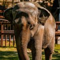 Uginula omiljena slonica Tvigi u Beo zoo-vrtu: Imala je 58 godina
