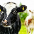 Lek za krave mogao bi da smanji emisije metana