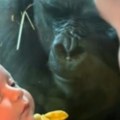 Beba i mama u zoo-vrtu stajale ispred stakla Odjednom im je prišla gorila i uradila nešto neverovatno, prizor koji topi srca…