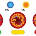 Treba li da pokušavamo da dignemo „dobar“ holesterol – možda i ne moramo