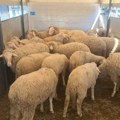 Dema Gudža, AKCIJA za Kurban Bajram! Jaganjci, ovnovi, bikovi po najpovoljnijim cenama