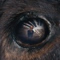 "Trka bikova je njihova strast. To im je u krvi" Evo odgovora zašto je "Životinja" jedan je od inspirativnijih naslova u…