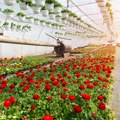 Uvoz cveća iz Holandije dominira, lokalna proizvodnja u krizi: Kako spasiti ovo tržište, ovo su ključni problemi cvećara u…