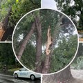 (Foto, video) jako nevreme stiglo u Srbiju! Sve se zacrnilo, olujni vetrovi čupaju drveće: Nestvarni prizori iz Beograda, više…