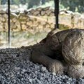 Život u ruševinama: Ljudi su se vratili u Pompeju posle erupcije