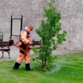 Uređenje zelenila u Mokranjčevoj i Božidarčevoj