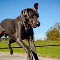 Кад их угледају, многи се склоне у страну: 5 раса паса које иза моћног изгледа крију нежну нарав