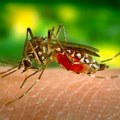 Nastavlja se akcija suzbijanja komaraca