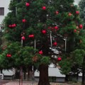 Imamo najlepši prizor u Beogradu pred Novu godinu: Pogledajte šta su komšije priredile na Mirijevu