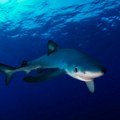 (ФОТО) Код Будве уловљена плава ајкула: Дуга три метра, а тешка скоро 200 килограма